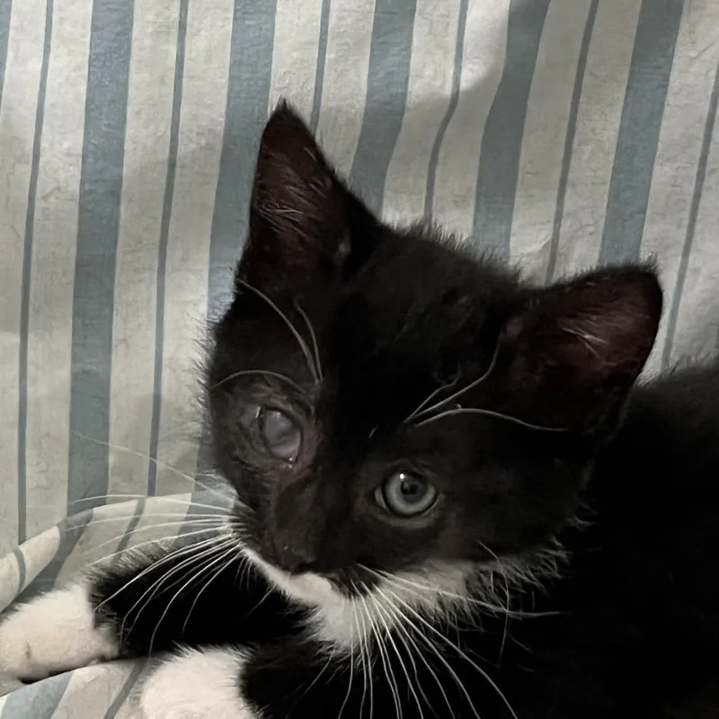 A baby small-sized female Black Domestic Short Hair cat named Fia for adoption in Quakertown, PA