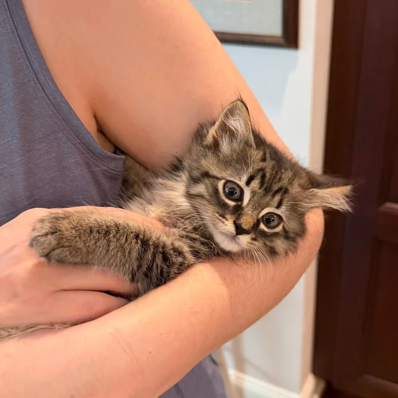 A baby small-sized male Tabby (Brown / Chocolate) Domestic Medium Hair cat named Pignoli for adoption in Newark, NJ