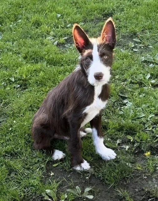 A baby medium-sized male Tricolor (Brown, Black, & White) Australian Shepherd dog named Hercules for adoption in Cheektowaga, NY