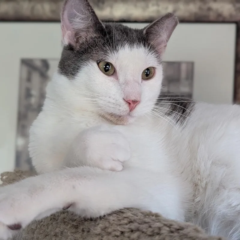 A young small-sized male Gray / Blue / Silver Domestic Short Hair cat named Sunday for adoption in Tulsa, OK