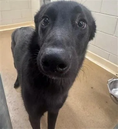 A young medium-sized female German Shepherd Dog dog named Kaylee for adoption in Anchorage, AK