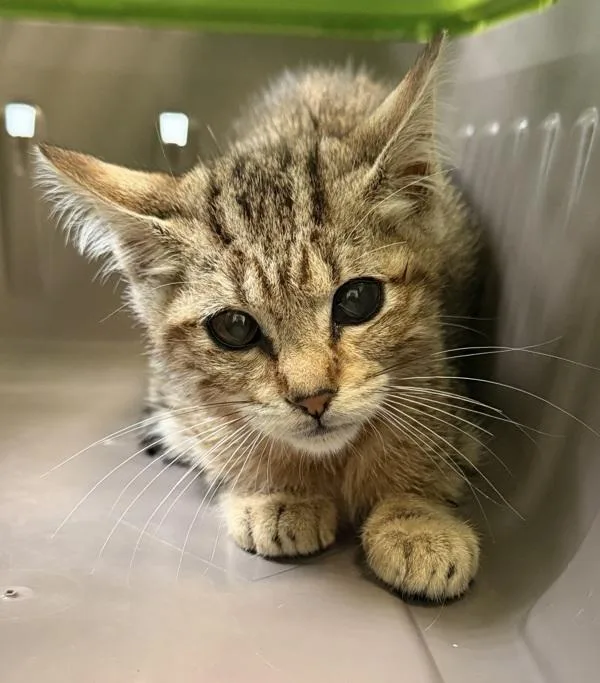 Lynx
