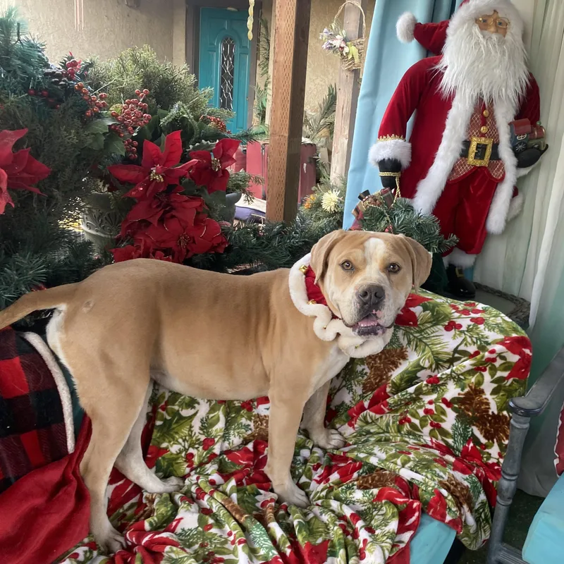 Beautiful Kami thumbnail 2