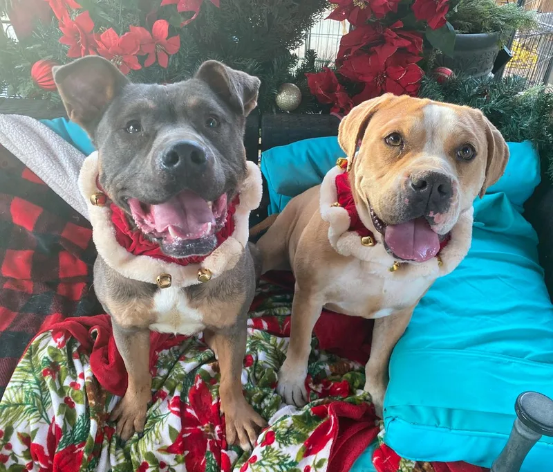 Beautiful Kami thumbnail 3