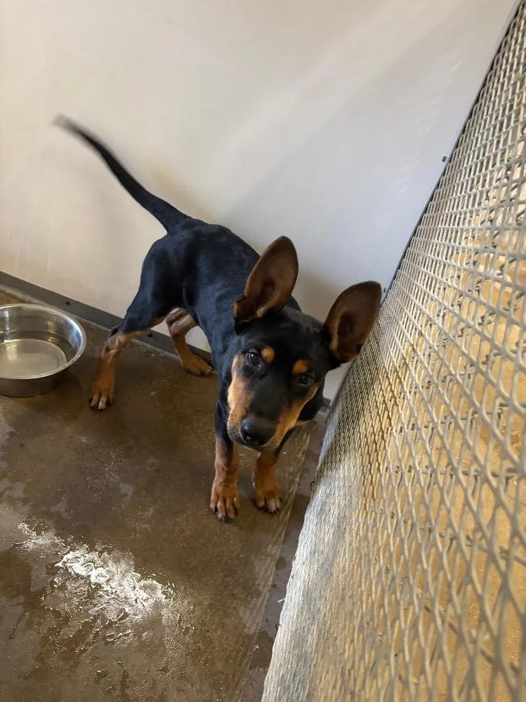 A baby medium-sized male Rottweiler dog named Thanos for adoption in Belton, TX