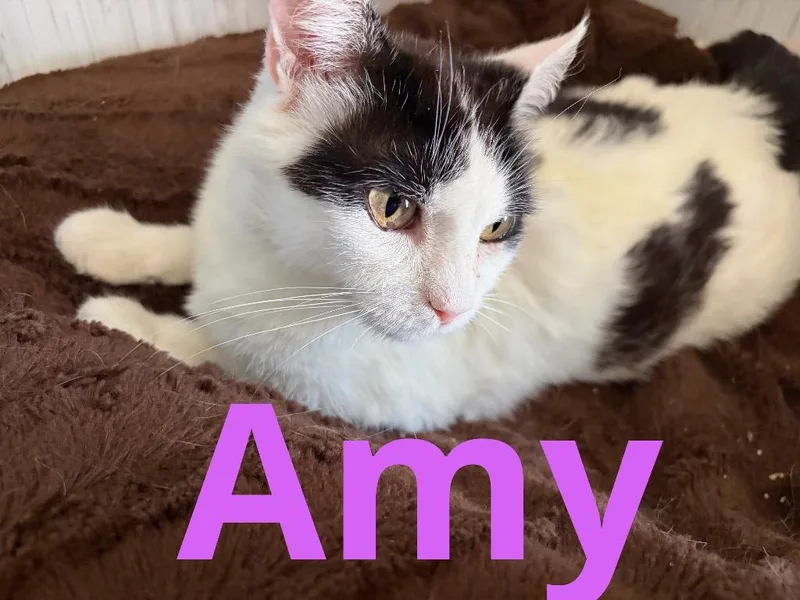 Amy