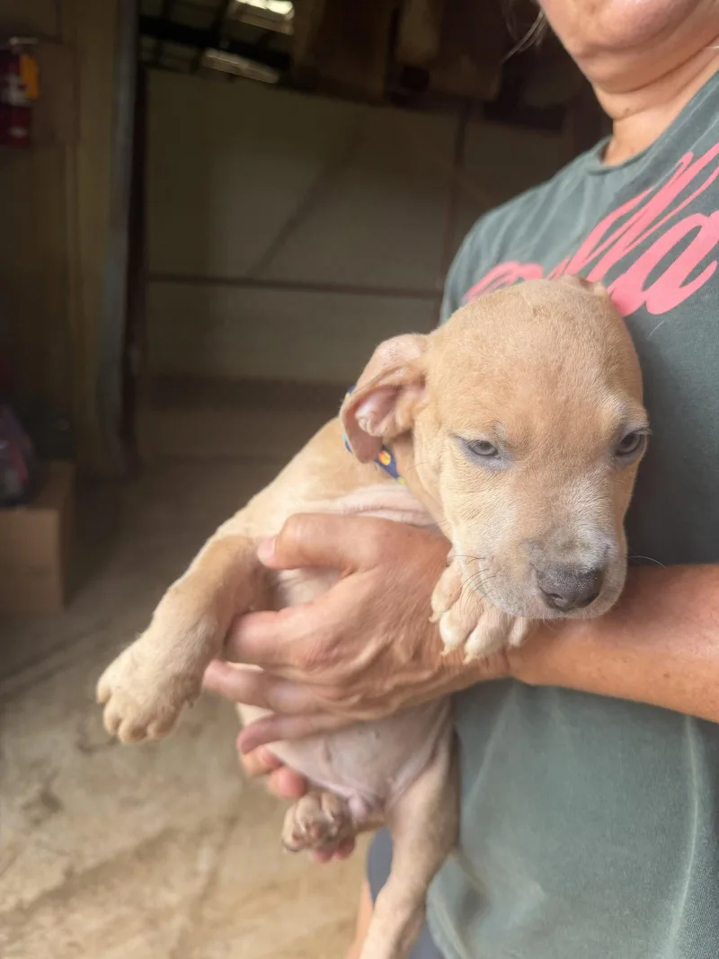 A baby medium-sized male Mixed Breed dog named Cam for adoption in Jackson, MS