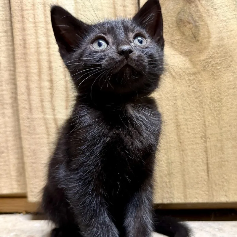 A baby small-sized female Black Domestic Short Hair cat named Cinder for adoption in Livingston, TX