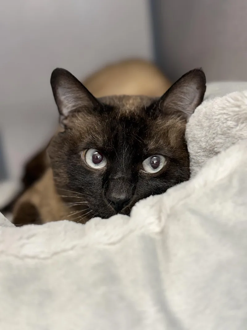 An adult medium-sized male Siamese cat named Pepper for adoption in Gardnerville, NV