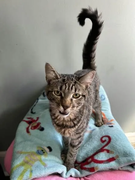 A young medium-sized male Tabby (Brown / Chocolate) Domestic Short Hair cat named Pinto for adoption in Reading, PA