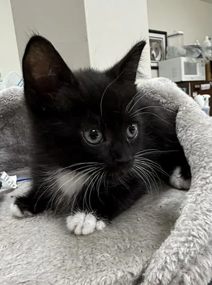 A baby small-sized male Domestic Short Hair cat named Cutlet for adoption in Wilkesboro, NC