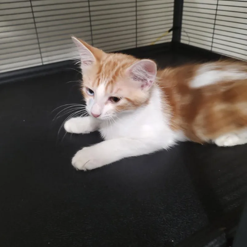 A baby small-sized male Orange / Red Domestic Short Hair cat named Pixar for adoption in Webster, TX