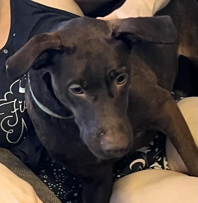 An adult medium-sized female Brown / Chocolate Labrador Retriever dog named Tiabeanie for adoption in Cairo, GA