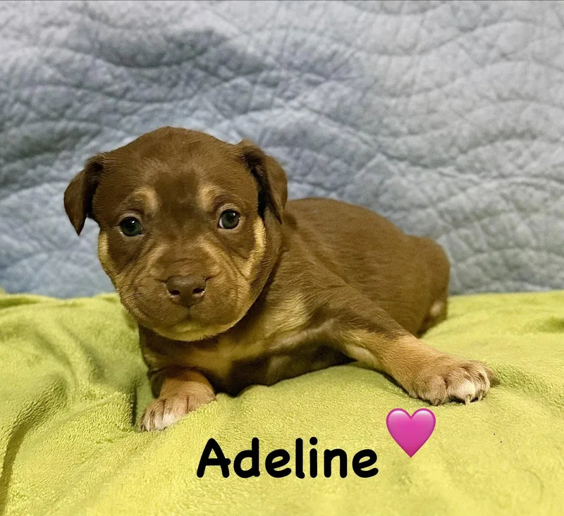 A baby medium-sized female Staffordshire Bull Terrier dog named Adeline Belles & Beau for adoption in Holly Springs, NC