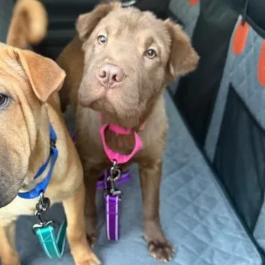A baby medium-sized female Shar-Pei dog named Opal for adoption in Stamford , CT
