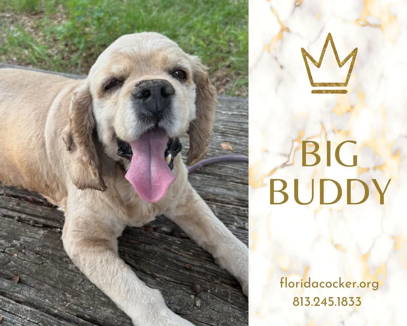 An adult medium-sized male Cocker Spaniel dog named Big Buddy for adoption in Land O Lakes, FL