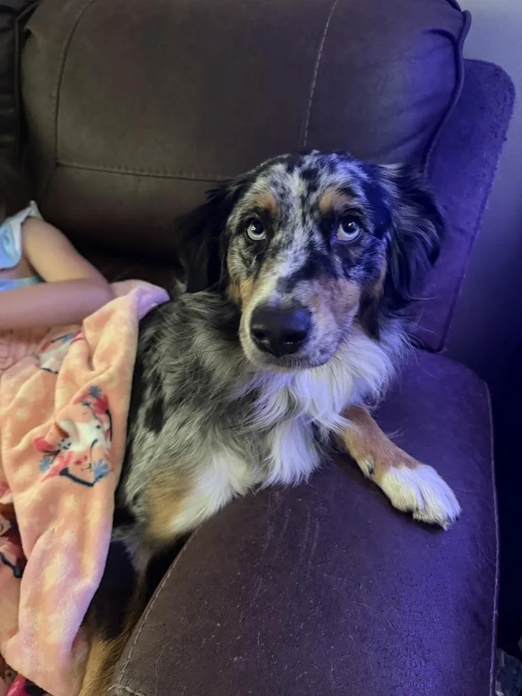 An adult medium-sized female Australian Shepherd dog named Aurora for adoption in Orlando, FL