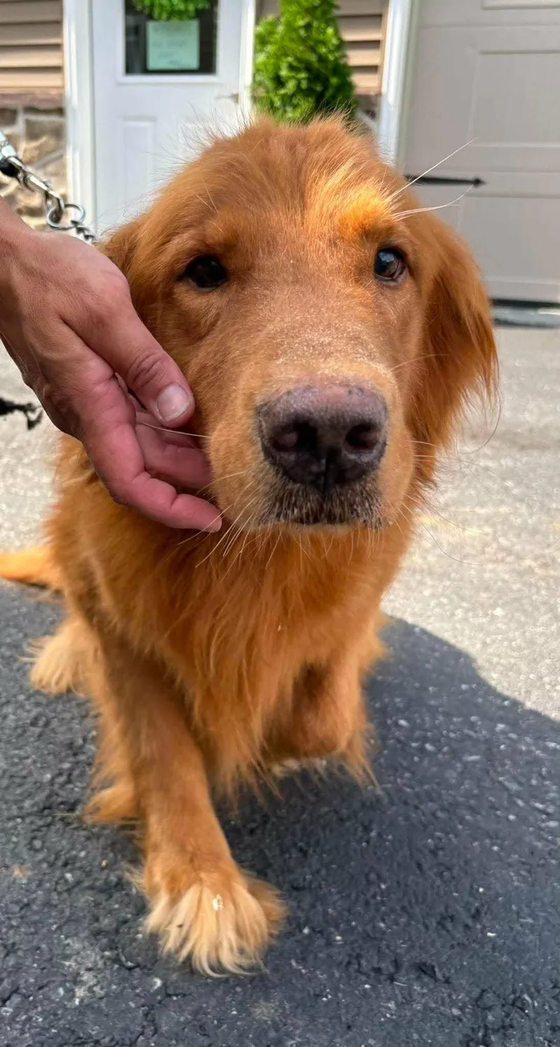 A senior large-sized male Golden Retriever dog named Mufasa for adoption in Havertown, PA