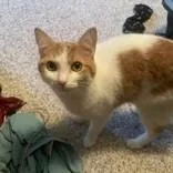 An adult small-sized male Orange & White Domestic Short Hair cat named Tuna for adoption in Hilliard, OH