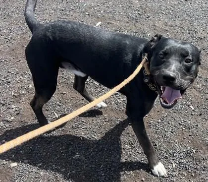 An adult large-sized male Mixed Breed dog named Bubba for adoption in Pendleton, OR