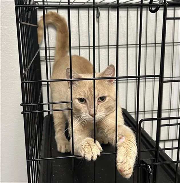 An adult medium-sized male Domestic Short Hair cat named Wells for adoption in Lincolnton, NC