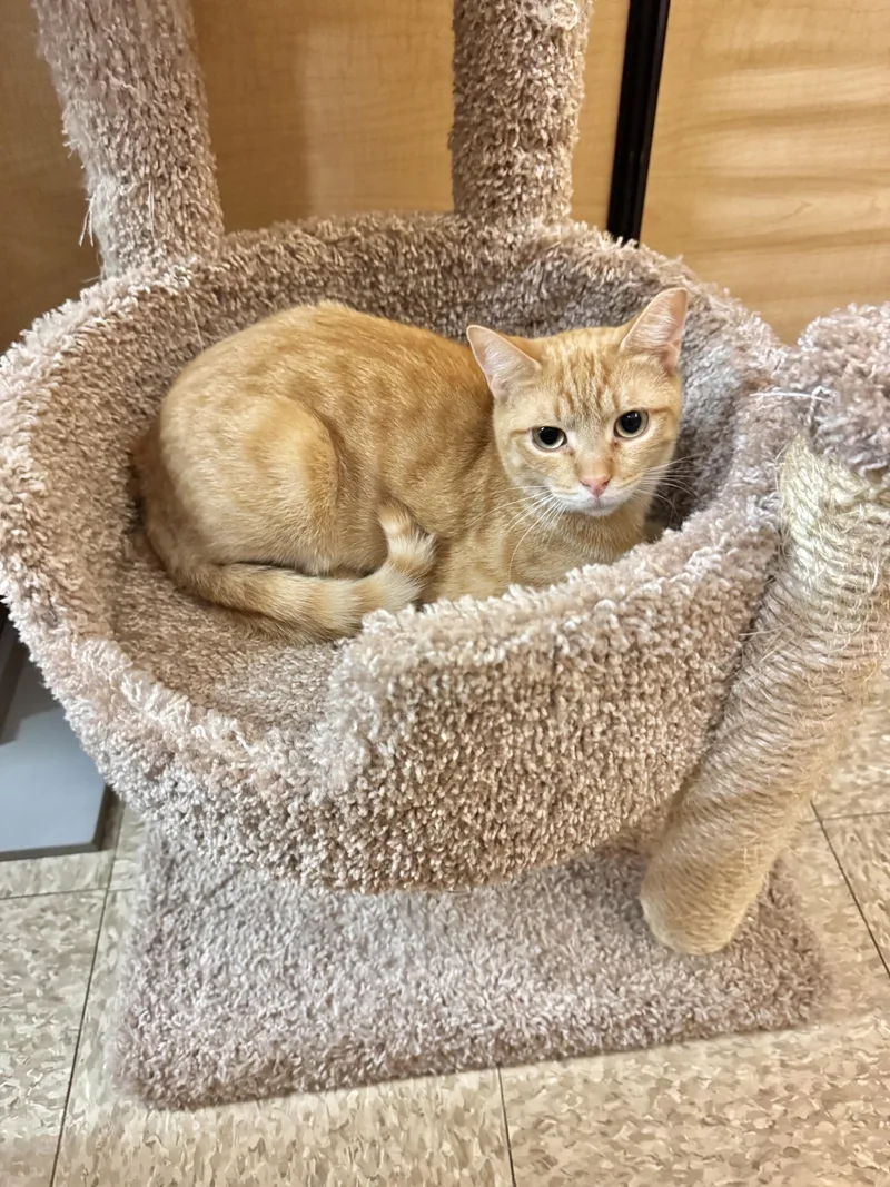 A baby medium-sized male Tabby (Orange / Red) Domestic Short Hair cat named Magic for adoption in Springfield, PA