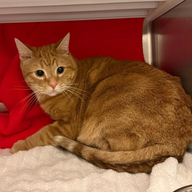 An adult extra large-sized male Domestic Short Hair cat named Henry for adoption in Council Bluffs, IA