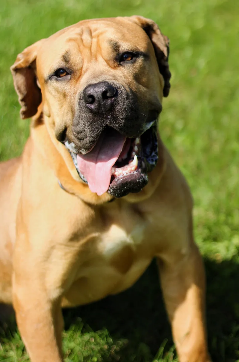 An adult extra large-sized male Mastiff dog named Bubba for adoption in Battle Creek, MI