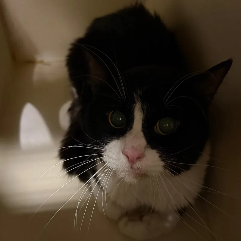 A senior medium-sized male Black Domestic Short Hair cat named Hoover for adoption in Yuma, AZ