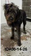 An adult medium-sized male Terrier dog named Pippin for adoption in Largo, FL