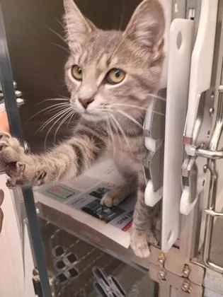 A young medium-sized female Domestic Short Hair cat named Sweater Weather for adoption in Atlanta, GA