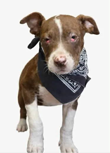 A young small-sized male American Bulldog dog named Scooter for adoption in Panama City, FL