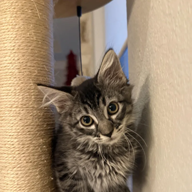 A baby medium-sized female Tabby (Brown / Chocolate) Maine Coon cat named Magia ORT for adoption in Missouri City, TX