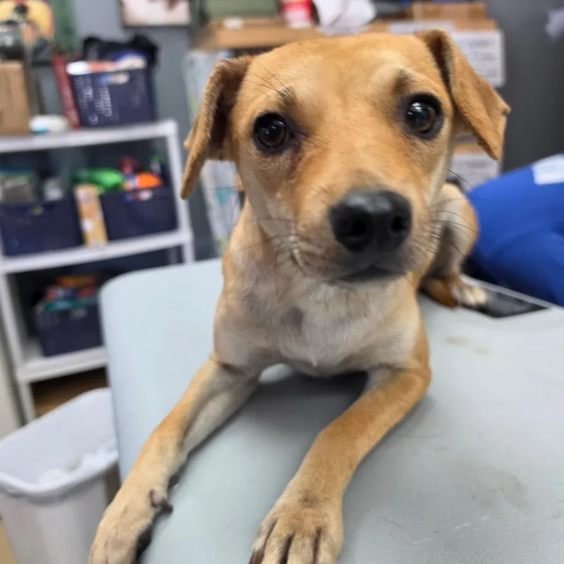 A young small-sized female Yellow / Tan / Blond / Fawn Terrier dog named Heather CollinsCity of Industry for adoption in Chino Hills, CA