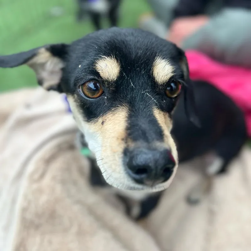 An adult small-sized female Black Chihuahua dog named Chica for adoption in San Francisco, CA