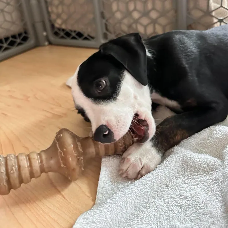 A baby medium-sized female Black Mixed Breed dog named Sonata for adoption in Salem, NH