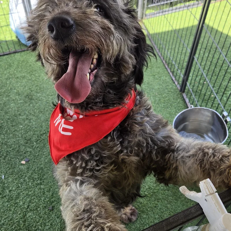 A young medium-sized female Black Goldendoodle dog named Lydia for adoption in Stockton, CA