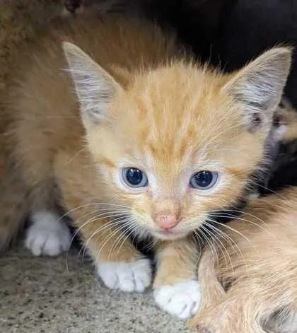 A baby small-sized male Domestic Short Hair cat named Pecadillo for adoption in Daytona Beach, FL
