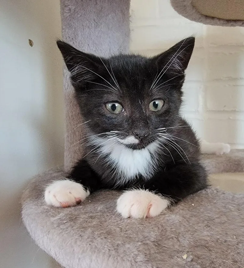 Vonnegut thumbnail 2