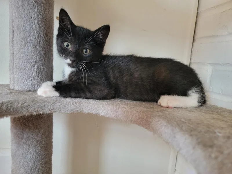 Vonnegut thumbnail 4