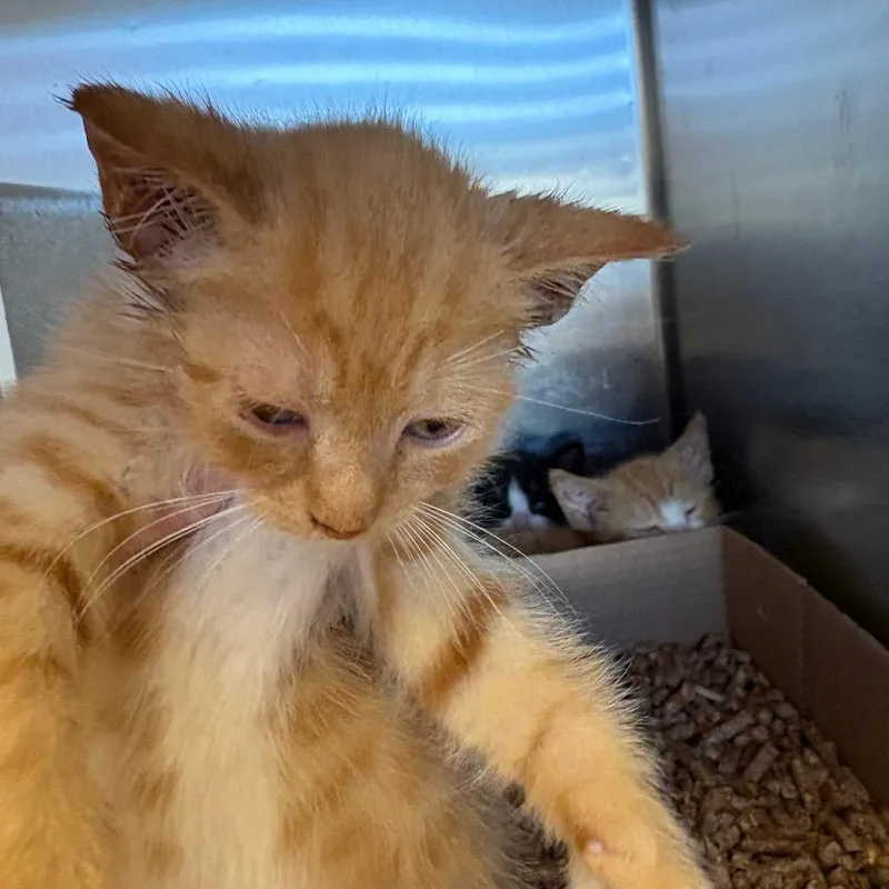 A baby small-sized male Orange / Red Domestic Short Hair cat named Surge for adoption in Newark, NJ