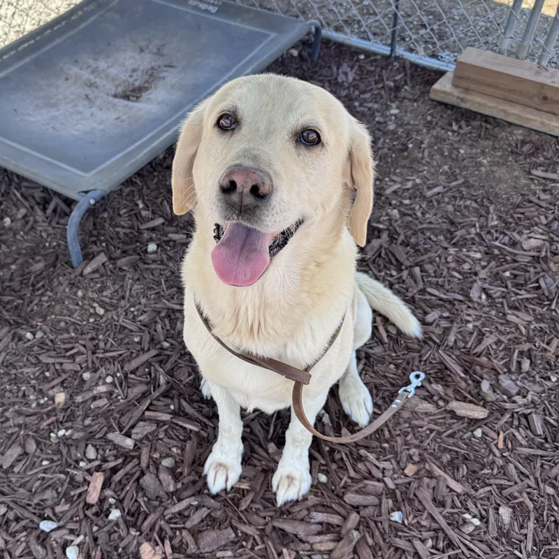 A senior large-sized male Yellow / Tan / Blond / Fawn Labrador Retriever dog named Bear for adoption in San Francisco, CA