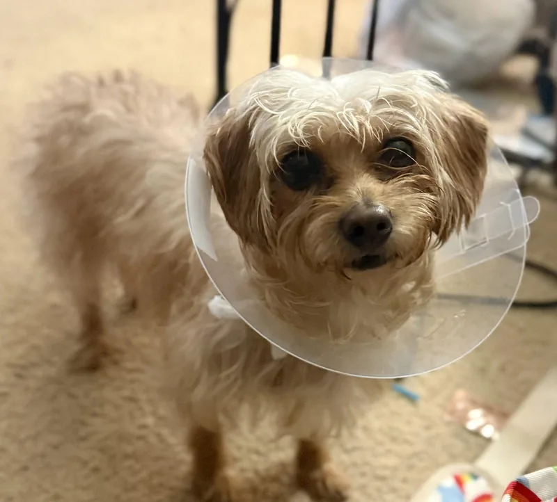 An adult small-sized female Terrier dog named Veronica Lodge for adoption in Alpharetta, GA