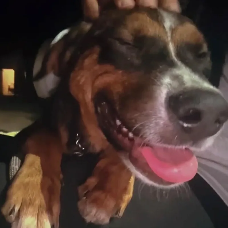 A young medium-sized female Mixed Breed dog named Scarlett for adoption in Buffalo, MN