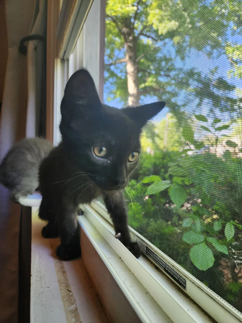 A baby medium-sized male Black Domestic Short Hair cat named Godfather for adoption in Wheaton, IL
