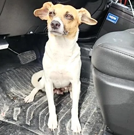 An adult small-sized female Rat Terrier dog named A for adoption in Houston, TX