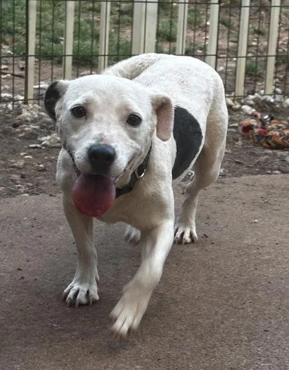 A young large-sized female Parson Russell Terrier dog named Clarabelle for adoption in Wilkesboro, NC
