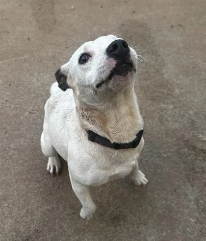 Clarabelle thumbnail 2