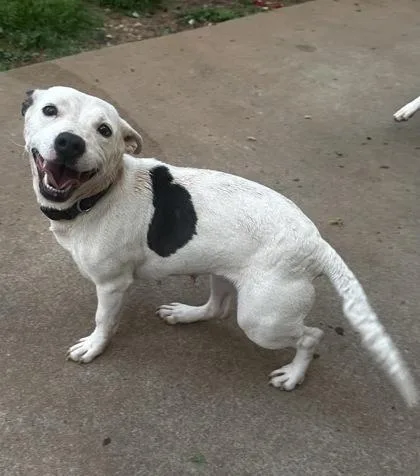 Clarabelle thumbnail 3