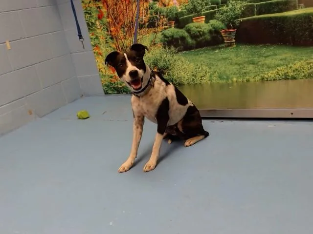 A young small-sized male Parson Russell Terrier dog named Pepe for adoption in Moreno Valley, CA